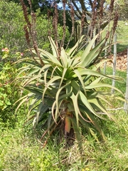Aloe arborescens × ferox