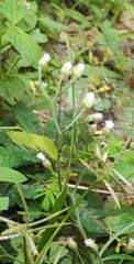 Cyanthillium