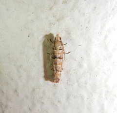 Blastesthia tessulatana