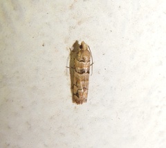 Blastesthia tessulatana