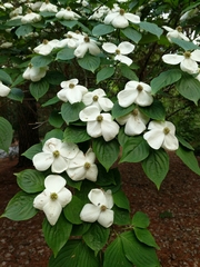 Cornus florida