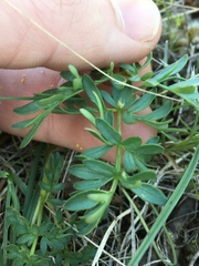 Lomatium sandbergii