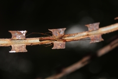 Tetragnatha viridorufa