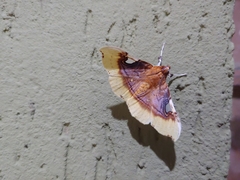 Eupastranaia lilacina