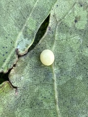 Zopheroteras hubbardi