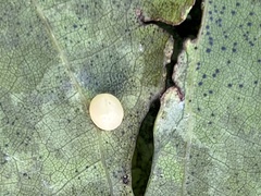 Zopheroteras hubbardi