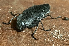 Merimna atrata