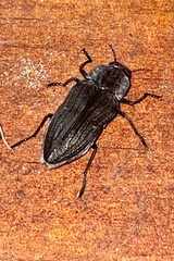 Merimna atrata