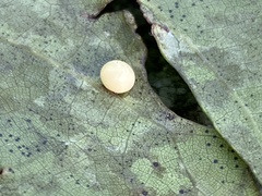 Zopheroteras hubbardi