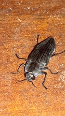 Merimna atrata