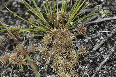 Isolepis hystrix