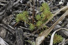 Isolepis hystrix