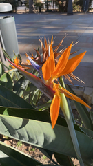 Strelitzia reginae