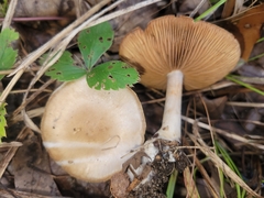 Cortinarius albomalus