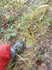 Kellochloa verrucosa