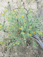 Xanthisma grindelioides