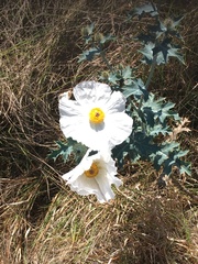 Argemone albiflora texana