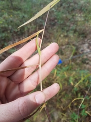 Kellochloa verrucosa