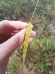 Kellochloa verrucosa