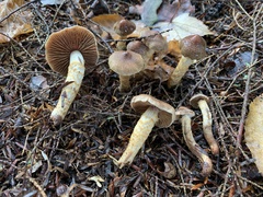 Cortinarius angelesianus