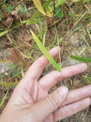 Kellochloa verrucosa