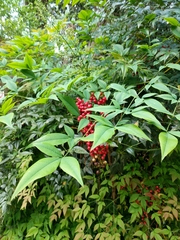 Nandina domestica