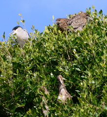 Nycticorax nycticorax