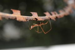 Tetragnatha viridorufa