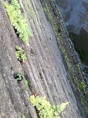 Asplenium adiantum-nigrum