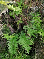 Blechnum capense