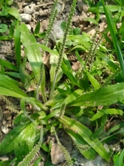 Plantago