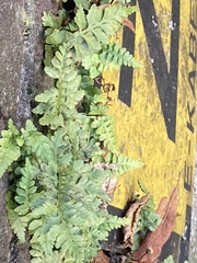 Asplenium adiantum-nigrum