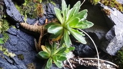 Draba grandis