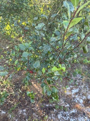 Ilex ambigua