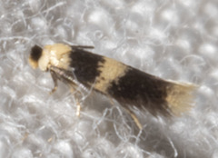 Stigmella nigriverticella