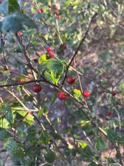 Ilex ambigua