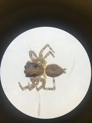 Araneae