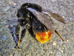 Bombus