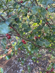 Ilex ambigua