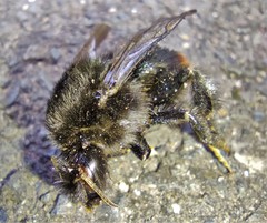 Bombus
