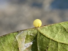 Zopheroteras hubbardi