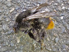 Bombus
