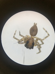 Araneae