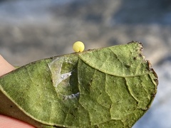 Zopheroteras hubbardi