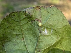 Zopheroteras hubbardi