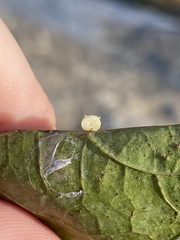 Zopheroteras hubbardi