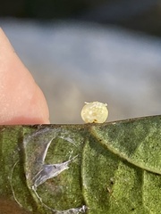 Zopheroteras hubbardi