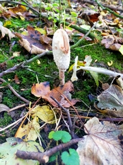 Coprinus comatus
