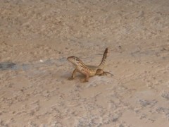 Leiocephalus carinatus