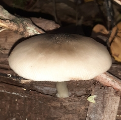 Pluteus salicinus